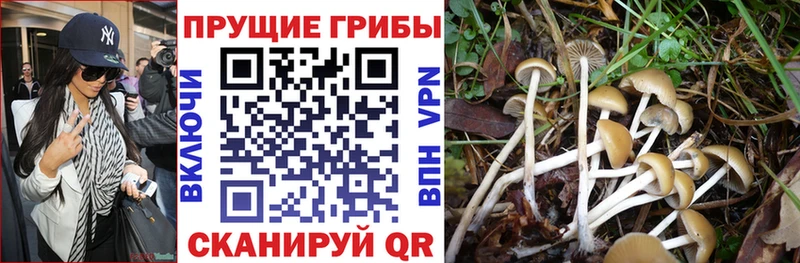 Псилоцибиновые грибы прущие грибы  Купить где  Новый Уренгой 